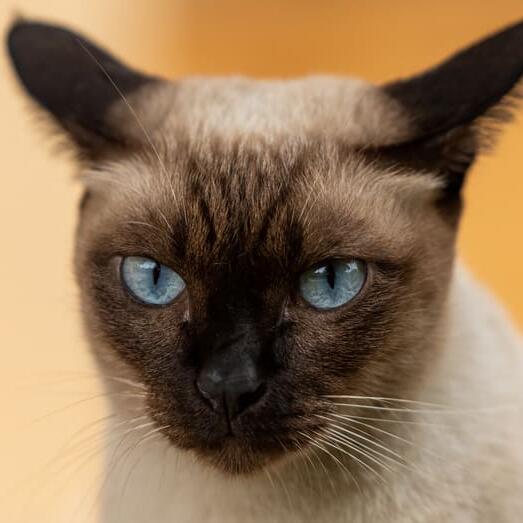 Thai Cat Breed Information Purina